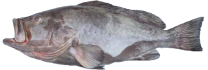 Grouper-Grey-300×101